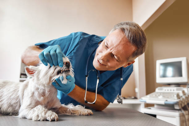 Best Emergency Broken Tooth Repair in Bonner Springs, KS